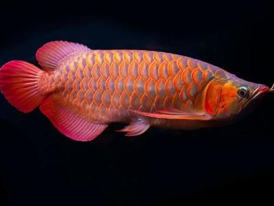 哪里賣龍魚便宜（如何在網(wǎng)上購買龍魚）