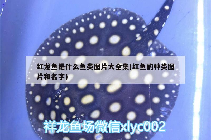 濱州市彼岸伊人商貿(mào)股份有限公司（濱州市彼岸伊人商貿(mào)股份有限公司電話）