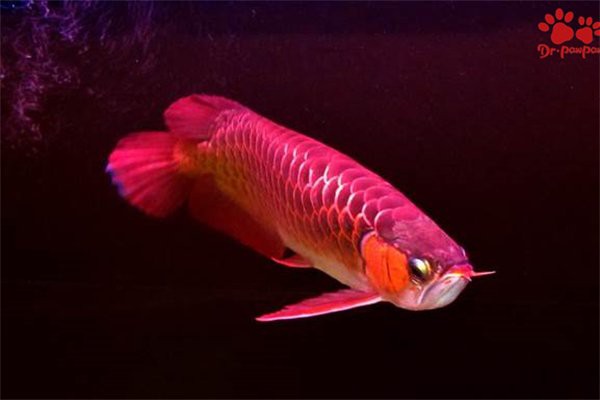 如何判斷龍魚爛尾是否好轉？ 如何判斷龍魚爛尾是否好轉？ 龍魚百科 第5張