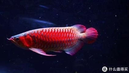 江陰市要塞熱帶魚林水族館（江陰市要塞熱帶魚林水族館電話）