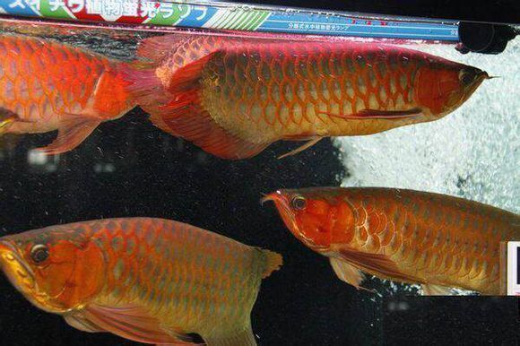 辰赤紅龍是孟吉爾紅龍嗎：紅外線紅龍的養(yǎng)殖技巧辰赤紅龍和孟吉爾紅龍的養(yǎng)殖技巧