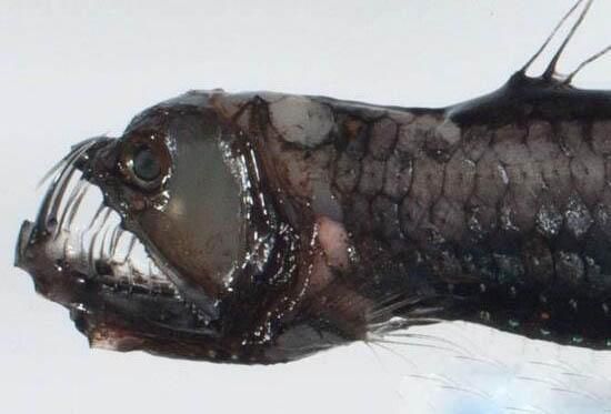 龍魚在魚缸里亂竄是怎么回事：龍魚在魚缸里亂竄是怎么回事呢？