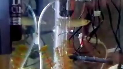 星點龍魚換水操作指南：星點龍魚換水操作指南包括保持水質清潔、定期更換水并清理過濾器