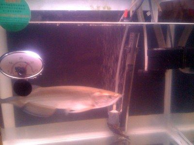 星點龍魚換水操作指南：星點龍魚換水操作指南包括保持水質清潔、定期更換水并清理過濾器