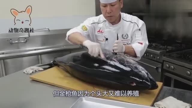 龍魚抱卵死亡率