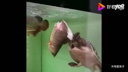 養金龍魚的說說搞笑：養金龍魚的有趣故事
