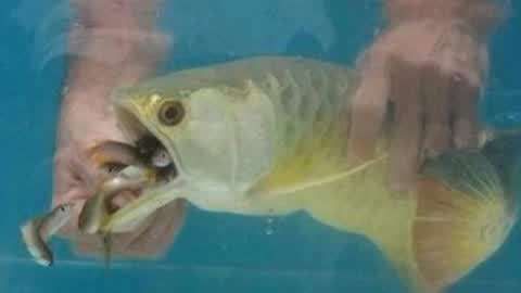 養金龍魚的說說搞笑：養金龍魚的有趣故事