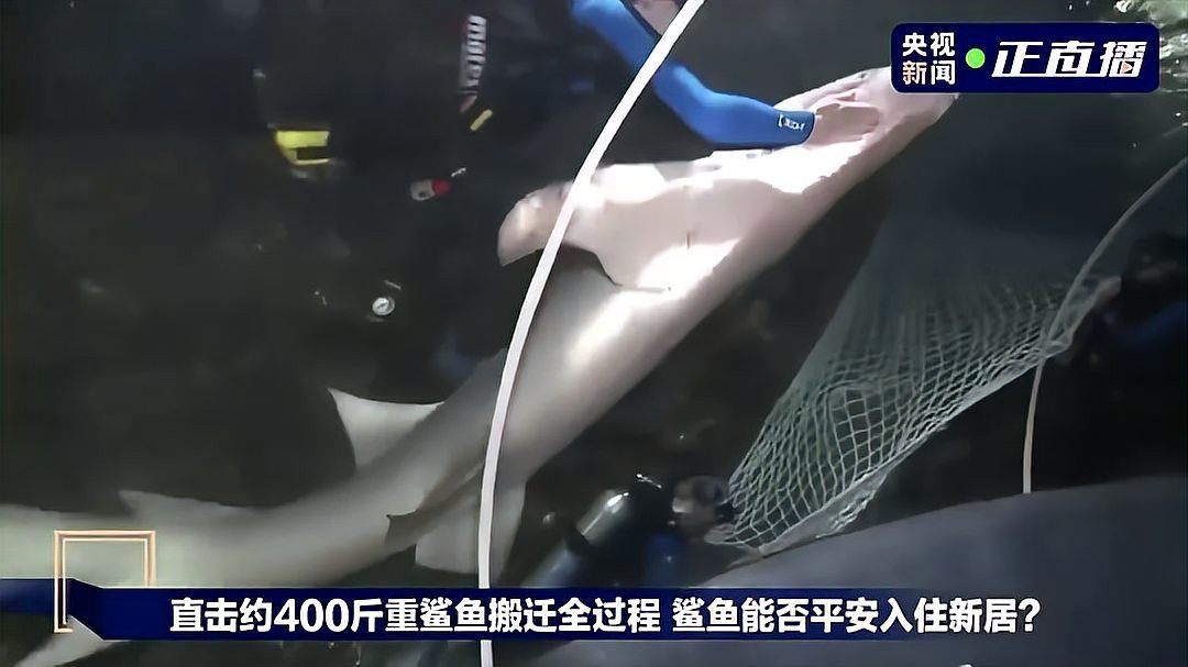 杭州龍魚搬遷最新消息新聞