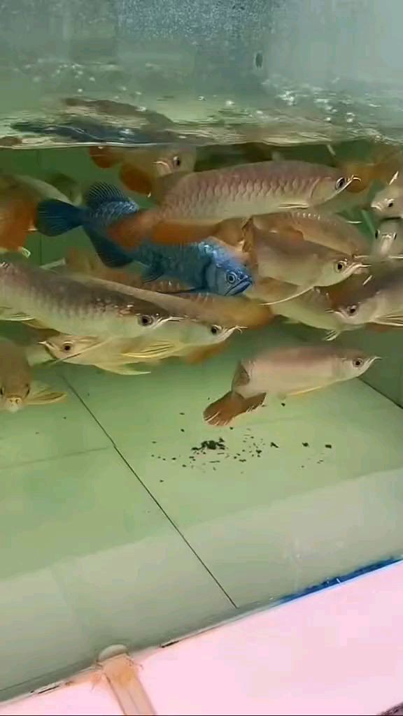 藍紋金龍魚 藍紋金龍魚 龍魚百科 第10張