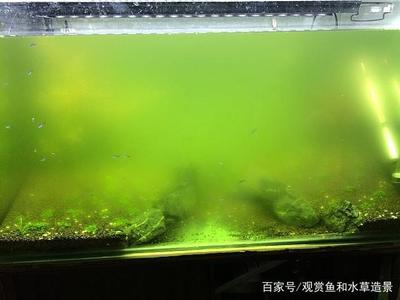 廣州市番禺區橋南街柳生榮水族店