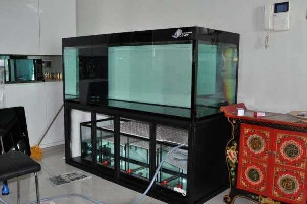 龍魚(yú)和貓共養(yǎng)需要多大的魚(yú)缸？