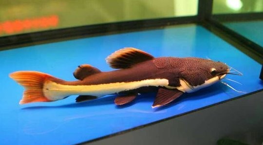 龍魚(yú)和貓共養(yǎng)需要多大的魚(yú)缸？