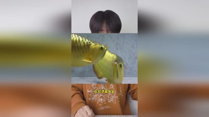 龍魚十天不吃怎么辦，從這幾個方面著手：龍魚十天不吃東西怎么辦