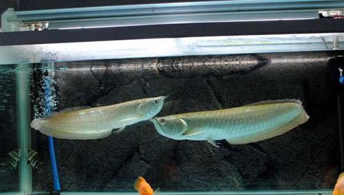 養殖銀龍魚能吃嗎：養殖銀龍魚可以作為觀賞魚，也可以作為觀賞魚來源