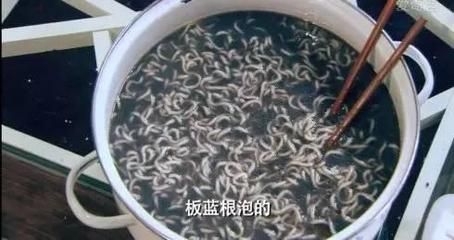 黑食魚和龍魚混養：黑食魚與龍魚混養的區別，