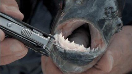 黑食魚和龍魚混養：黑食魚與龍魚混養的區別，