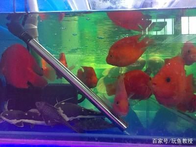 養(yǎng)金龍魚開燈一天幾個(gè)小時(shí)：養(yǎng)金龍魚開燈一天最佳時(shí)間為8-12小時(shí)