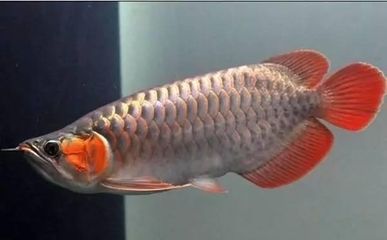 青霉素對龍魚的作用有限，青霉素對龍魚的作用有限嗎：青霉素對龍魚的作用是什么？
