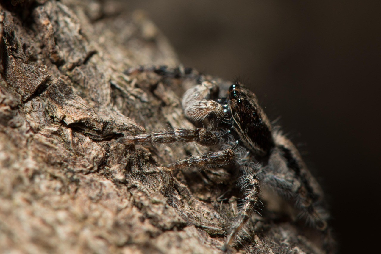 龍魚跳缸的原因有哪些