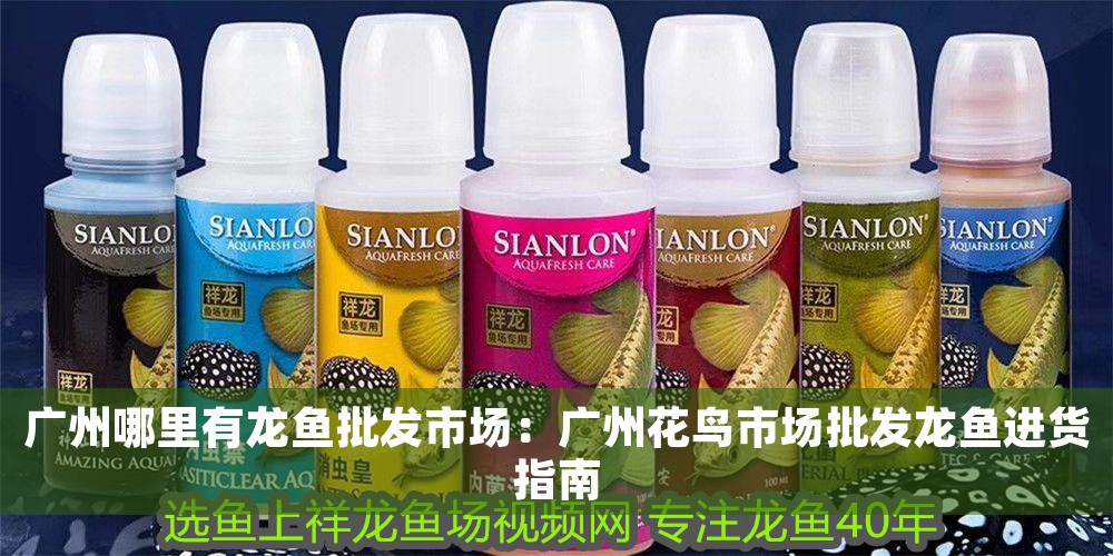 廣州哪里有龍魚批發(fā)市場：廣州花鳥市場批發(fā)龍魚進(jìn)貨指南