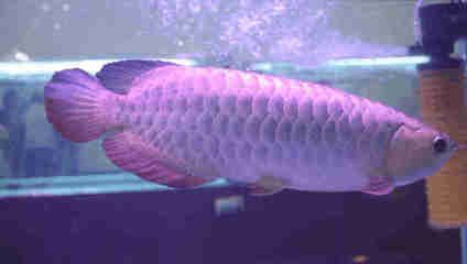 廣州哪里有龍魚批發(fā)市場：廣州花鳥市場批發(fā)龍魚進(jìn)貨指南