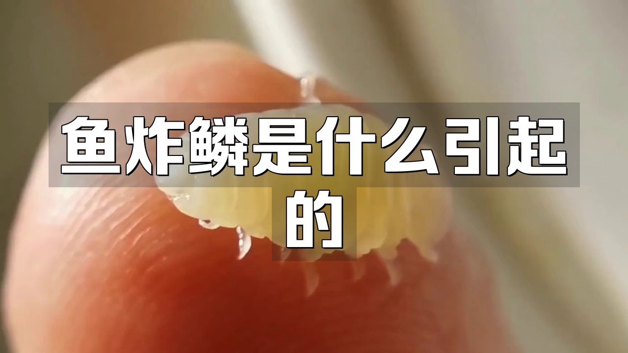 有哪些龍魚炸鱗特效藥？