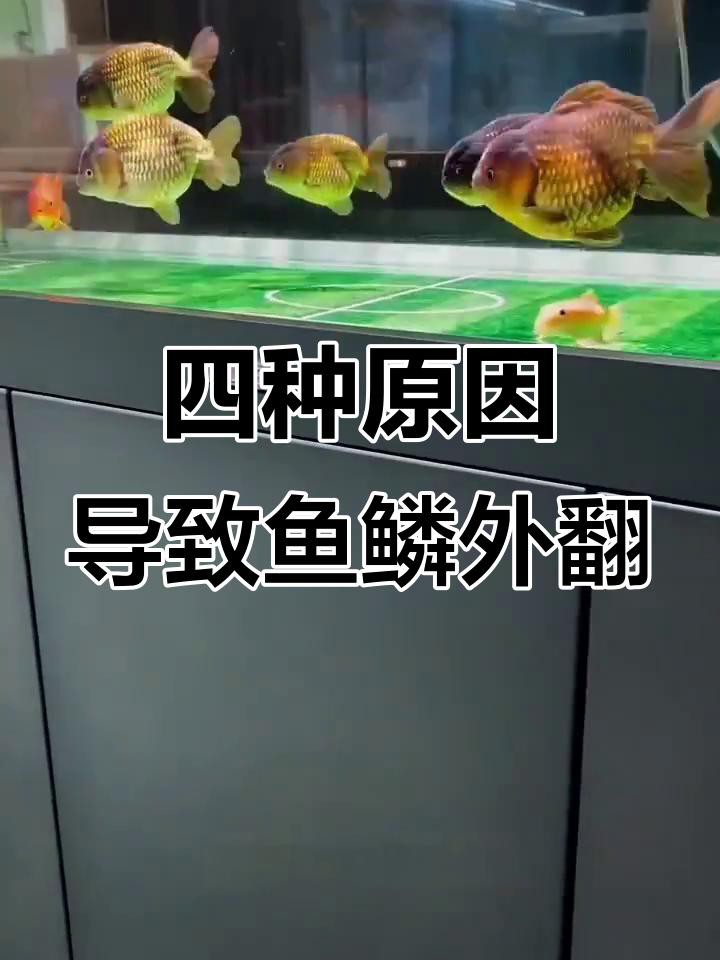 有哪些龍魚炸鱗特效藥？