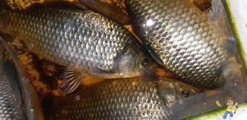 龍魚魚食制作過程:自制龍魚飼料營養成分詳解 龍魚百科 第3張 龍魚魚食制作過程:自制龍魚飼料營養成分詳解 龍魚魚食制作過程:自制龍魚飼料營養成分詳解 龍魚百科 第3張