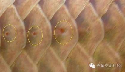 龍魚鱗片上生白點(diǎn) 老水泡怎么辦用什么藥：龍魚鱗片上出現(xiàn)白點(diǎn)和老水泡可能是由不同的原因引起的