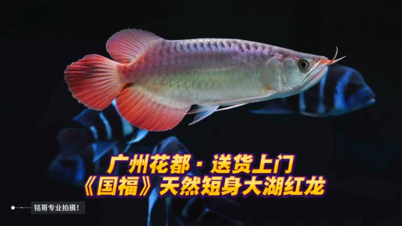 紅龍魚哪里的好養又便宜又好看視頻