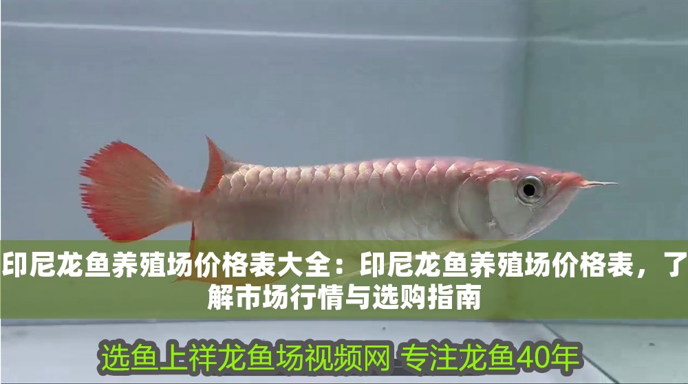 印尼龍魚(yú)養(yǎng)殖場(chǎng)價(jià)格表大全：印尼龍魚(yú)養(yǎng)殖場(chǎng)價(jià)格表，了解市場(chǎng)行情與選購(gòu)指南