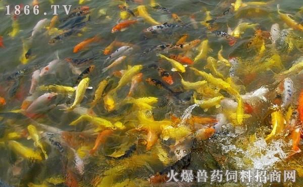 印尼龍魚養(yǎng)殖場價格表大全：印尼龍魚養(yǎng)殖場價格表，了解市場行情與選購指南