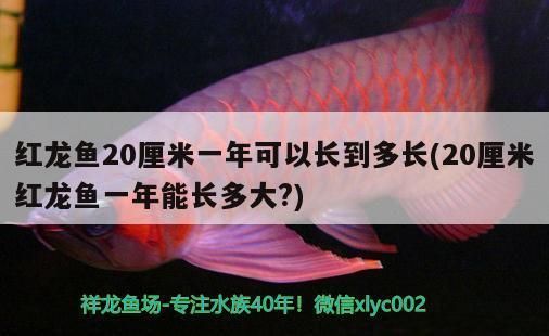紅龍魚20厘米一年可以長到多長：如何判斷紅龍魚生長速度