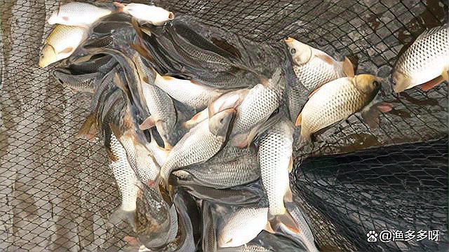 哪些藥物可以有效治療龍魚黑霉病？