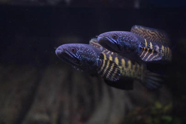 潮州市楓溪區禮忠水族館（潮州市楓溪區禮忠水族館地址）