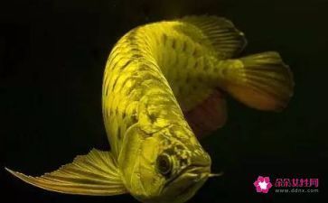 金龍魚的由來和寓意（金龍魚在風水中的具體應用）