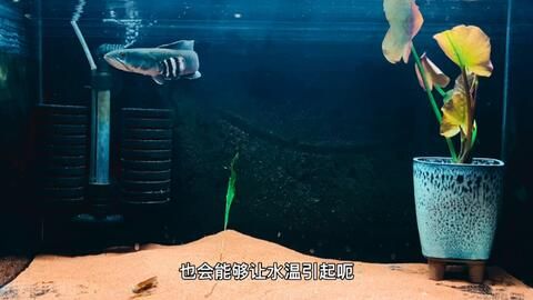 黃金眼鏡蛇雷龍魚適合的溫度：黃金眼鏡蛇雷龍魚最適合的水溫范圍是24-28攝氏度
