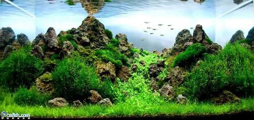 魚缸圖片 效果圖高清，客廳財(cái)位擺放魚缸指南