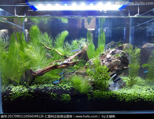 魚缸圖片 效果圖高清，客廳財(cái)位擺放魚缸指南