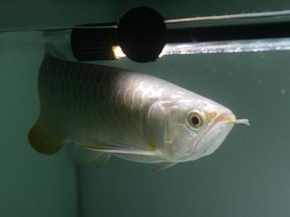 龍魚最佳溫度（龍魚恒溫設備選擇指南，如何監測龍魚缸水溫，龍魚不同階段水溫需求）