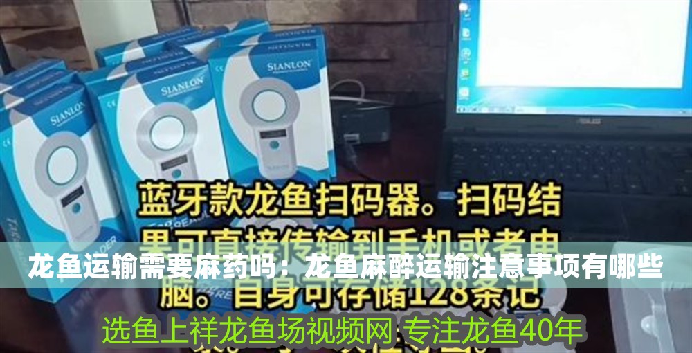 龍魚運輸需要麻藥嗎：龍魚麻醉運輸注意事項有哪些
