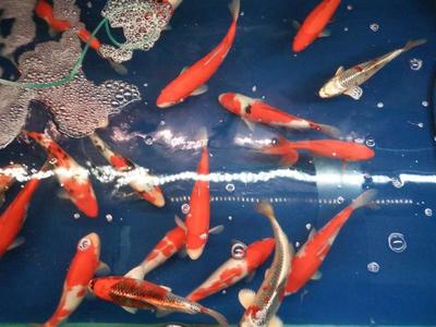 中山市沙溪鎮(zhèn)珊瑚水族館（中山市沙溪鎮(zhèn)珊瑚水族館地址）