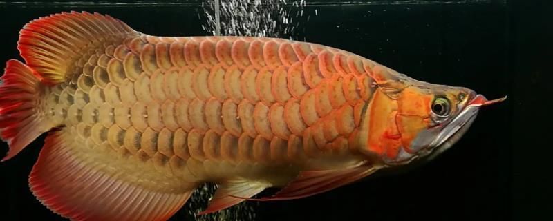 龍魚怎么養(yǎng)才會(huì)體型寬大：養(yǎng)龍魚使其體型寬大需要注意以下幾個(gè)方面