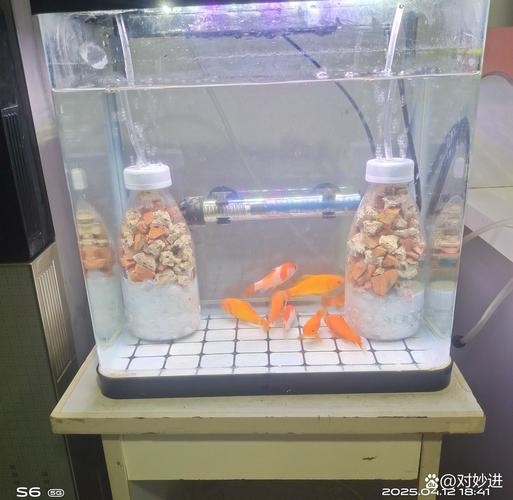 銀龍魚剛入缸趴底怎么辦