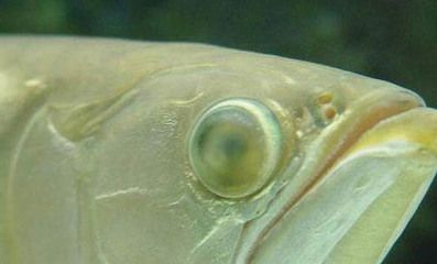 龍魚吐了胃袋第二天掛了(龍魚吐胃袋后不久死亡,可能是因為處理不當或未及時治療) 龍魚百科 第4張 龍魚吐了胃袋第二天掛了(龍魚吐胃袋后不久死亡,可能是因為處理不當或未及時治療) 龍魚吐了胃袋第二天掛了(龍魚吐胃袋后不久死亡,可能是因為處理不當或未及時治療) 龍魚百科 第4張