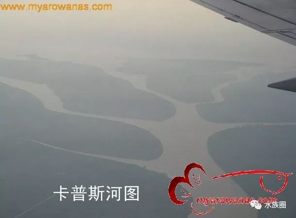 印尼知名龍魚漁場在哪里啊