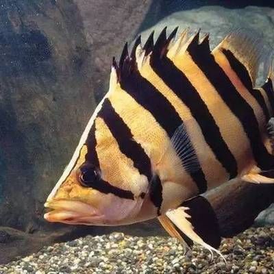 龍魚打傷了可以用青霉素嗎：龍魚受傷可以使用青霉素治療嗎？