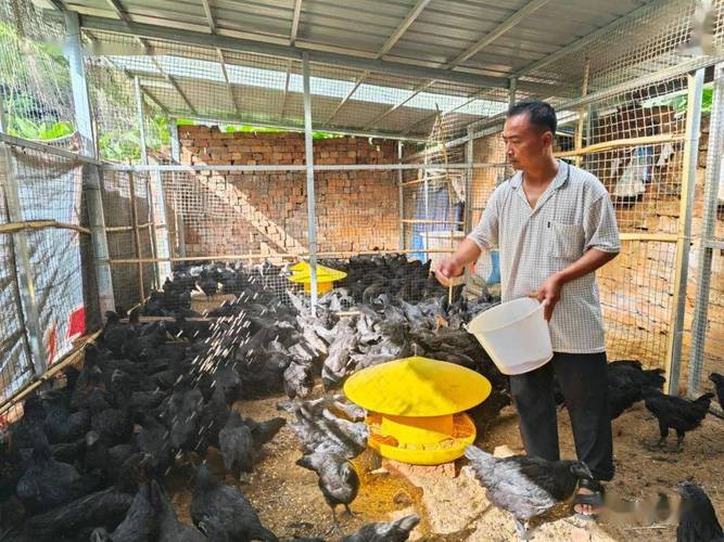 《龍鄉雞》有哪些版本