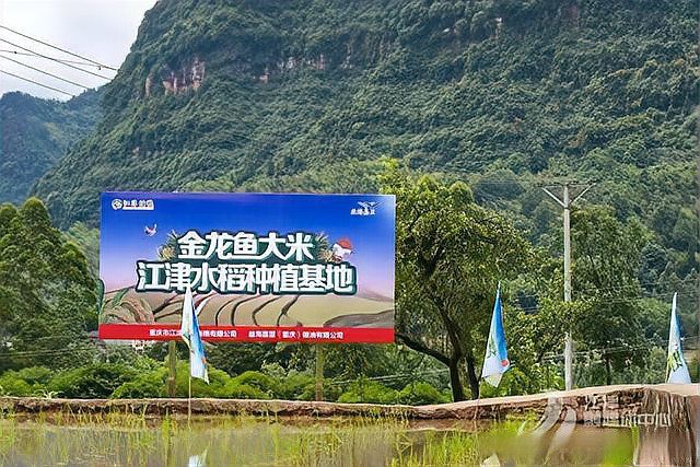 金龍魚糧食基地在哪里