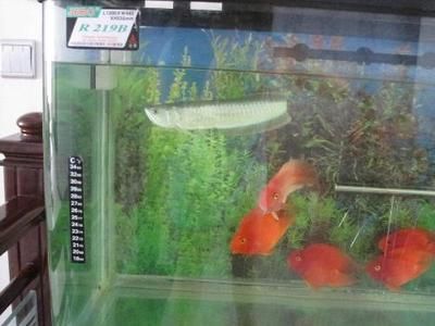 龍魚能與錦鯉混養嗎？：龍魚和錦鯉是不適合混養的，專業人士建議將它們分開飼養